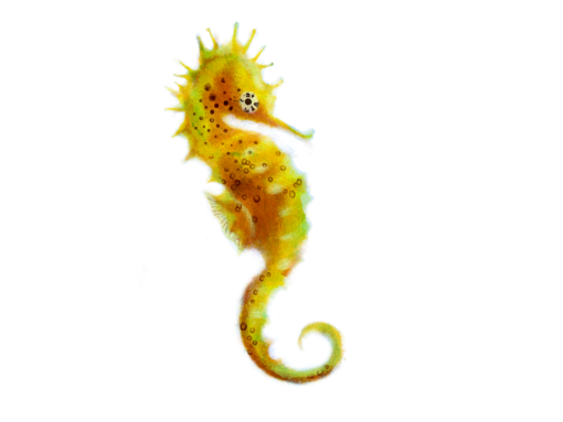 horse  Coral Reef Fish