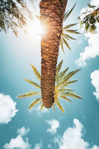 nature Tropical Palm Tree view from below
