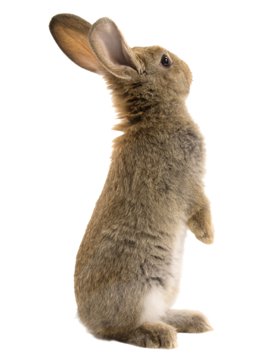 animal png lindo aislado mamífero conejito superposición