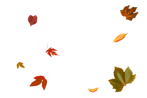  autumn leaves autumn overlay nature leaf vector png