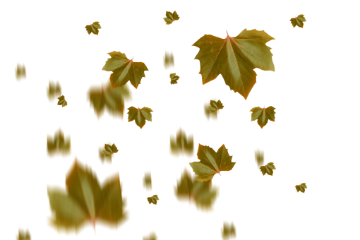  autumn leaves autumn yellow leaf overlay png nature
