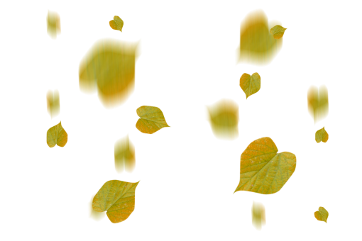  autumn leaves autumn yellow leaf overlay png nature
