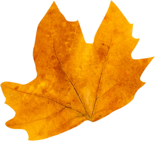  autumn leaves autumn yellow leaf overlay png nature