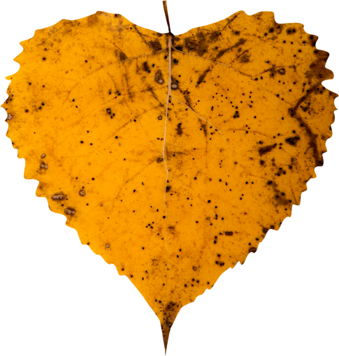  autumn leaves autumn yellow leaf overlay png nature