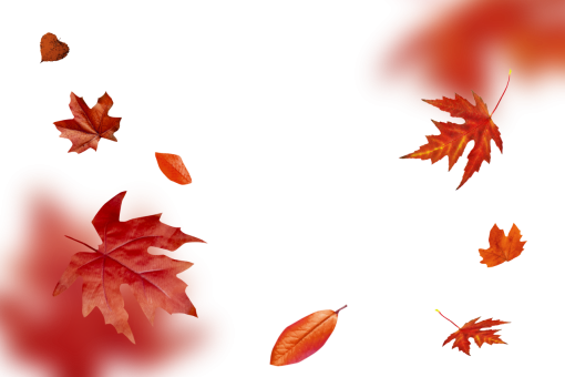  autumn leaves autumn yellow leaf overlay png nature