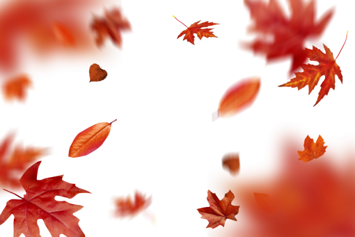  autumn leaves autumn yellow leaf overlay png nature