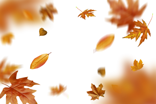 september  autumn leaves autumn yellow leaf overlay png nature