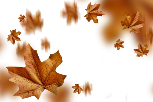 september  autumn leaves autumn yellow leaf overlay png nature