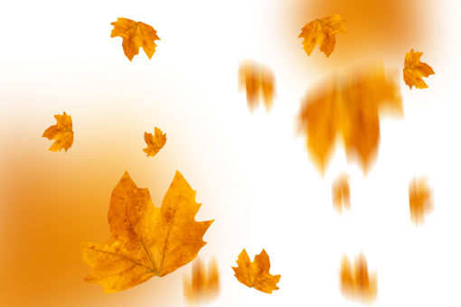 september  autumn leaves autumn yellow leaf overlay png nature