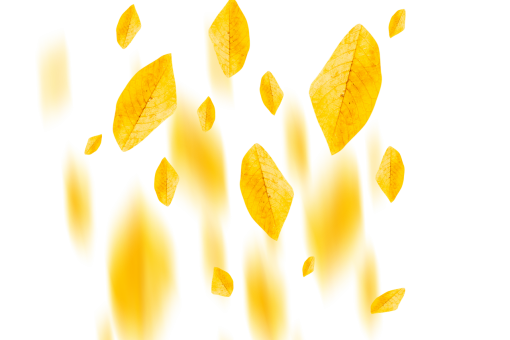 october  autumn leaves autumn yellow leaf overlay png nature