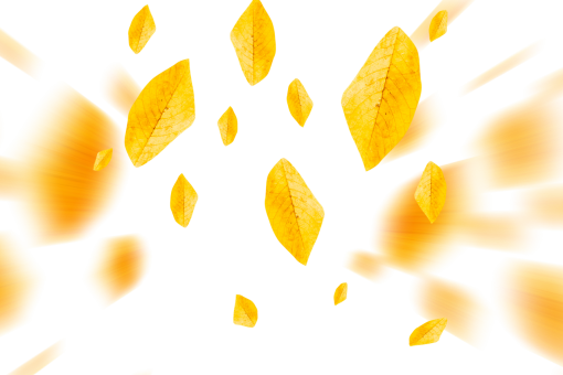 october  autumn leaves autumn yellow leaf overlay png nature