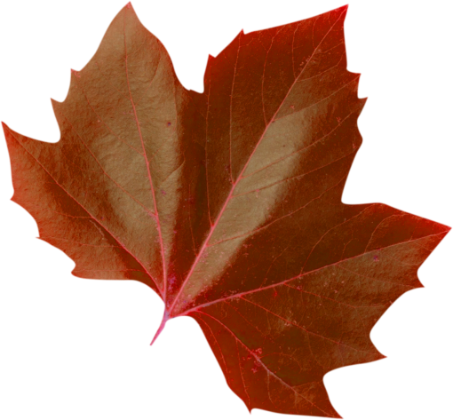  autumn leaves png overlay autumn nature backgrounds leaf