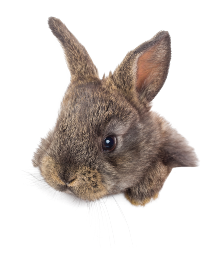 rodent  bunny png animal mammal isolated overlay pets