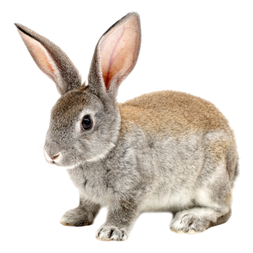 lindo png mascotas conejo superposición animal conejito