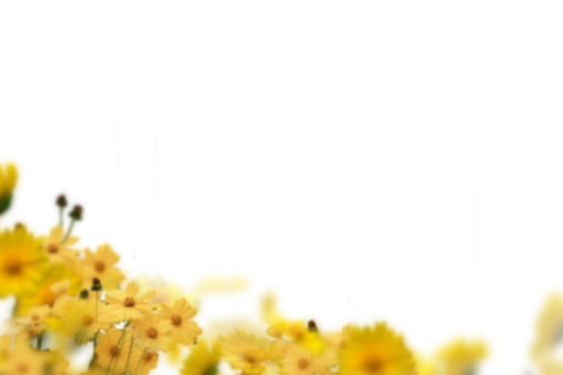 ilustración naturaleza png fondo superposición flores pintadas desenfoque