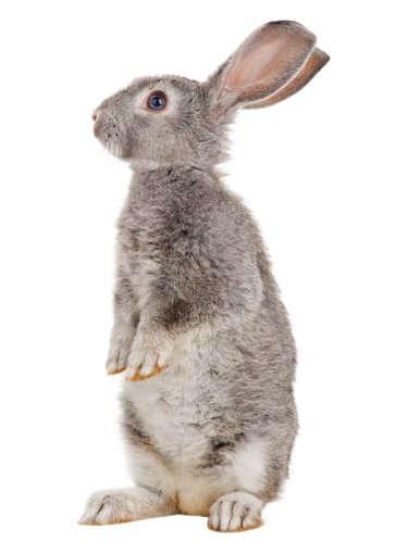 cut-out  isolated bunny animal mammal pets overlay png
