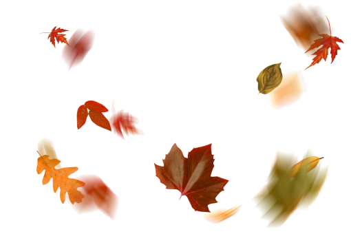 25-29-years  leaf autumn autumn leaves backgrounds overlay nature png