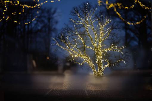 árbol iluminado por la noche al aire libre anochecer chrismas;invierno de fondo