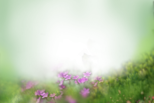  overlay flower png background blur painted flowers nature