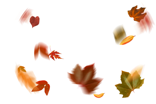  overlay png autumn yellow nature leaf autumn leaves