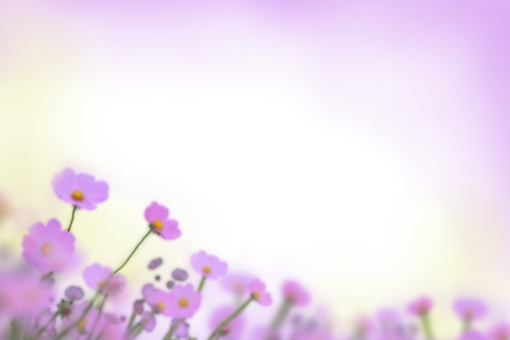  painted flowers flower nature background blur overlay png