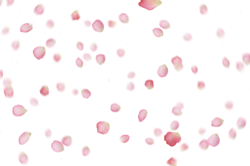  png backgrounds abstract pattern pink petals vector overlay