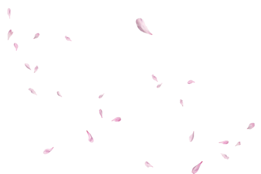  png backgrounds illustration overlay design flying pink petals