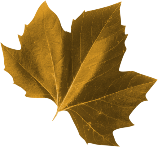 14-15-years  png backgrounds leaf plant nature autumn leaves overlay