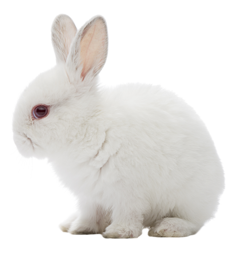 🥇 Image of animal png cute isolated mammal bunny overlay - 【FREE PHOTO ...