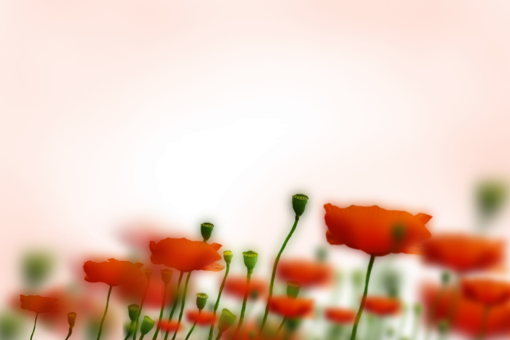  png nature flower blur overlay painted flowers background