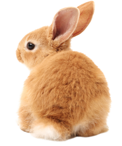 rodent  png pets rabbit overlay bunny cute animal