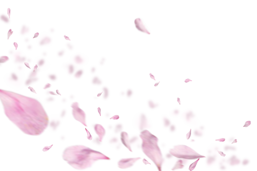  png vector overlay nature backgrounds illustration pink petals