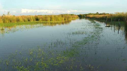 Raft of Ramblones on the Gualeguay River