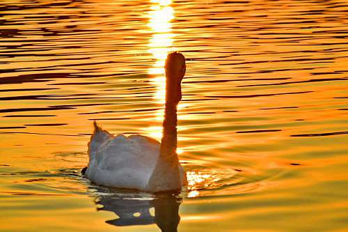 20-29-years bird  ?lake?  natural habitat  sunrays  sunset 