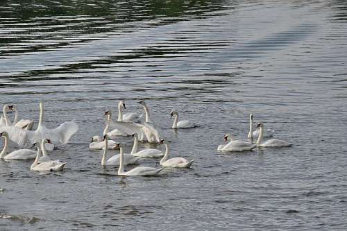 aves aves acuáticas bandada nadando lago piscina cisne acuático aves acuáticas aves silvestres