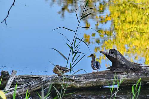 40s habitat natural lake bird water marshland wading ducks wildlife outdoors nature  birds duck