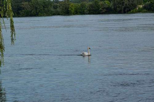 http desierto natación orilla del río río cisne orilla del lago fauna pájaro agua