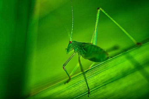 direction animal close-up leaf cricket nature insect macro