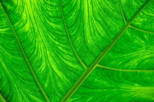 environment close-up rib;leave;Macro photography pattern leaf green color plant nature