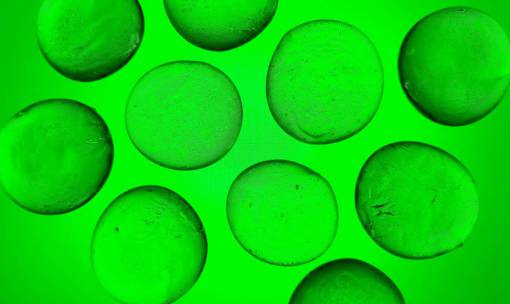 drop close-up wet nature backgrounds abstract cells;green pattern