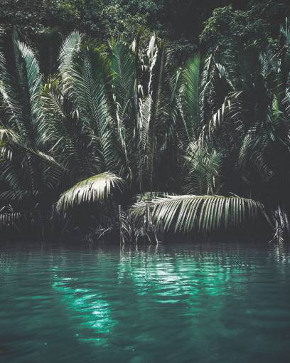 vacaciones selva;cenote;palmera naturaleza verde color verano aire libre árbol agua