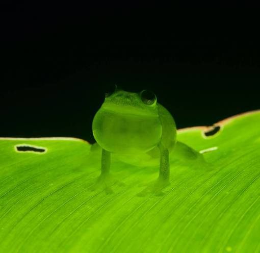 leaves nature animal close-up amphibian green color macro frog;leave