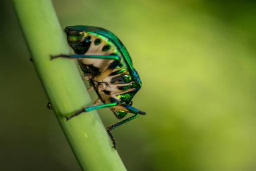 herb nature green color close-up insect macro mint beatle;Chrysolina herbacea animal