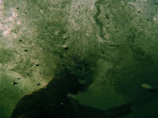 underwater nature one person underwater men water man;water;moss