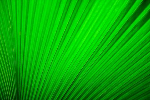brillante patrón fondos verde color rayado hoja resumen palma hojas