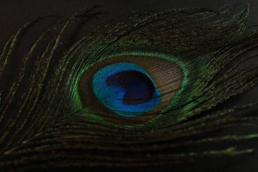 elegancia pavo real multicolor primer plano naturaleza animal pavo real;pluma pluma