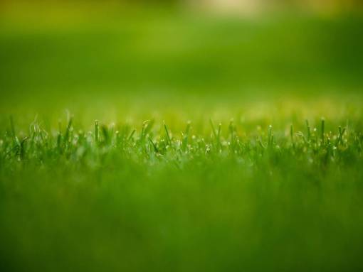 dia primer plano de hierba de verano hierba de color verde; frescura de la naturaleza del jardín