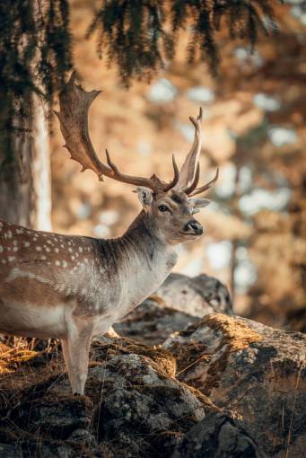 animal outdoors deer mammal deer animals in the wild nature
