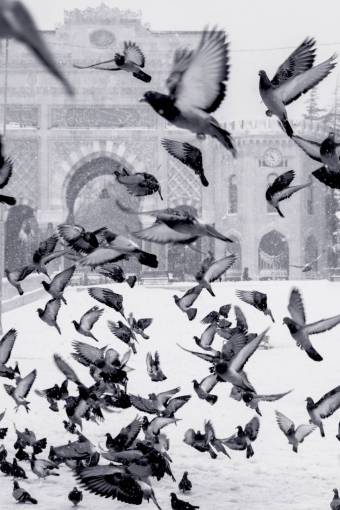 group animal pigeons;square flying animals group pigeon nature