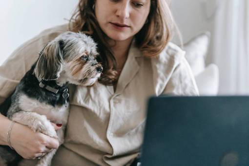 dog caucasian ethnicity pets woman;home office;working;dog women dog one person indoors